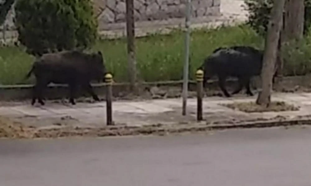 Θεσσαλονίκη: Βγήκε στο μπαλκόνι και είδε... αγριογούρουνα κάτω από το σπίτι της